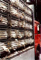 Putenlkw.jpg (13901 Byte)